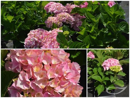 Hydrangea-Ball-Belle-Seduction