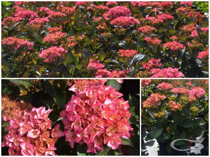 Hydrangea-Ball-Graefin-Kosel