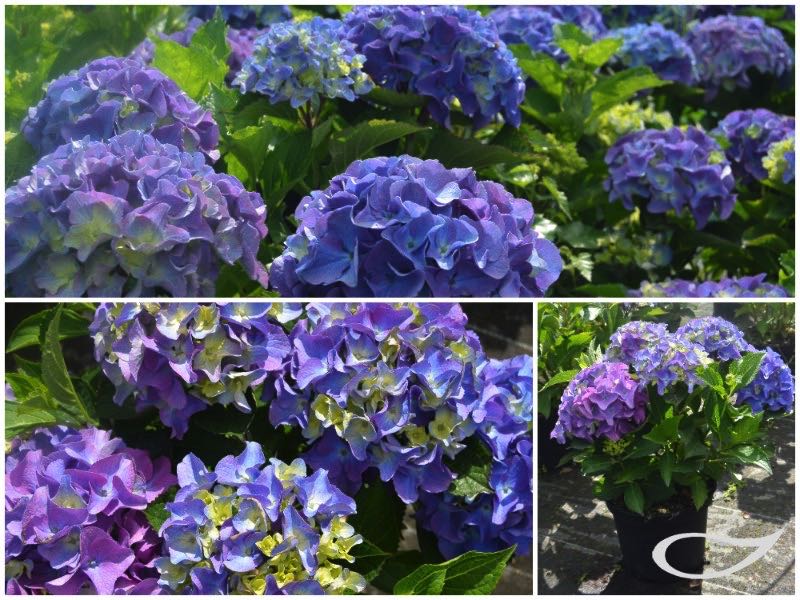 Hydrangea-Ball-Marine-Blau-2