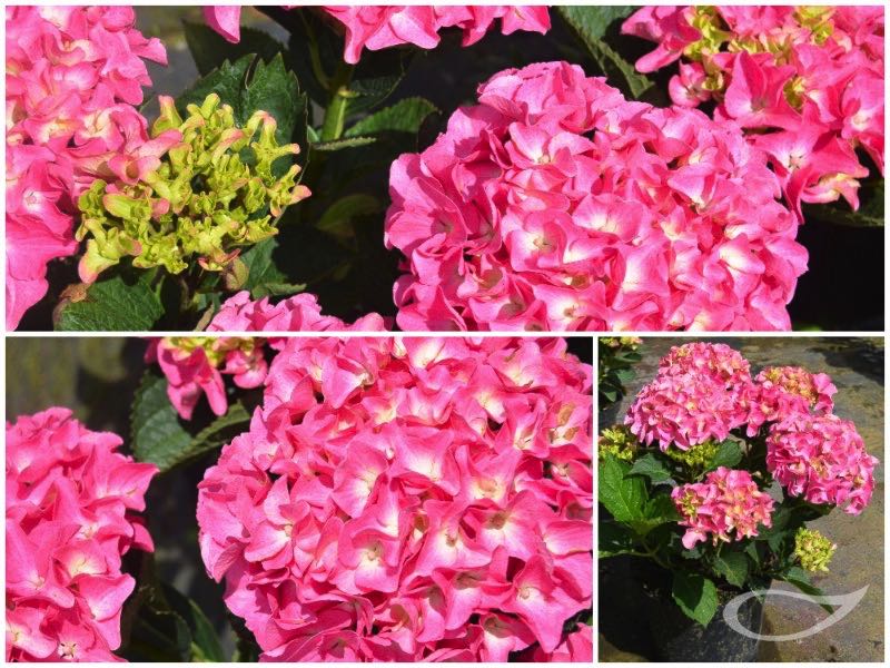 Hydrangea-Ball-Marine-rosa-2
