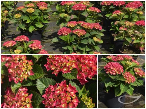 Hydrangea-Ball-Royal-Red