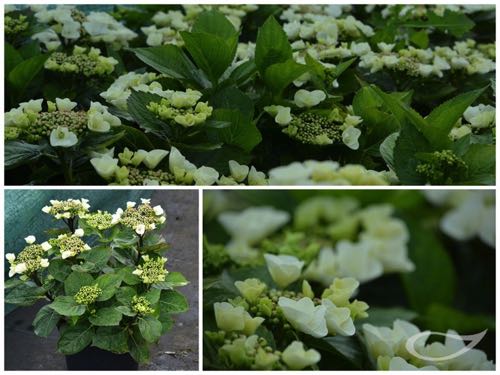 Hydrangea-Teller-Benxi-weiss