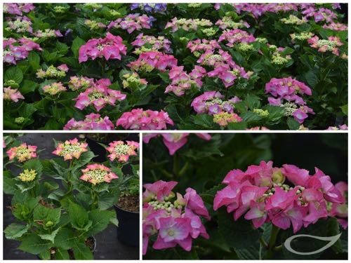 Hydrangea-Teller-Blaumeise-Rosa