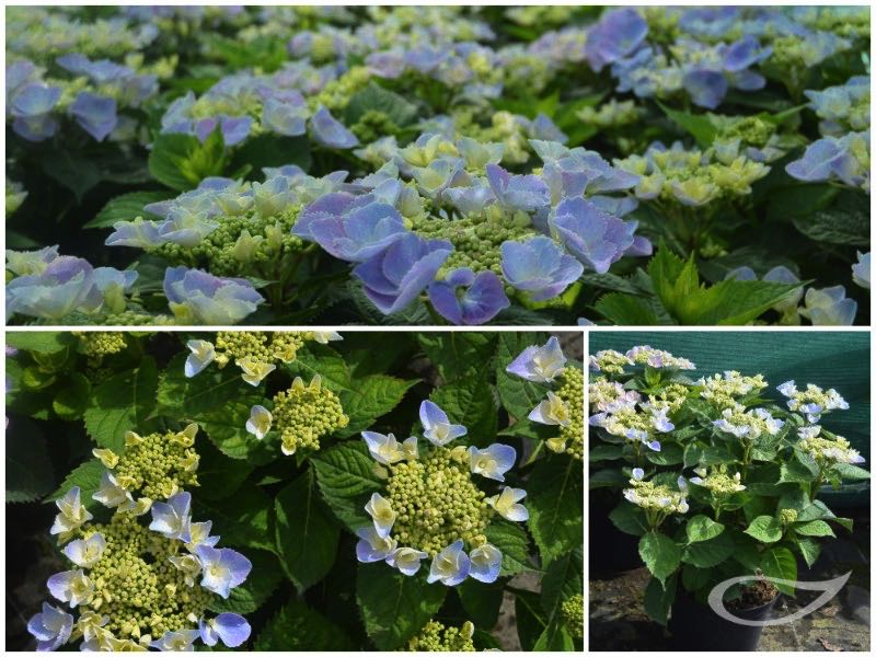 Hydrangea-Teller-Frisbee-Blue
