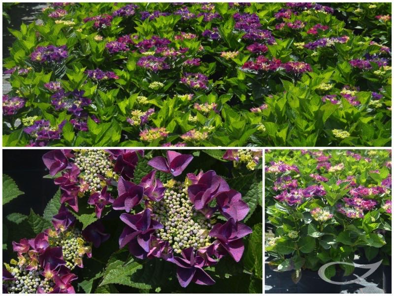 Hydrangea-Teller-Frisbee-Purple-2