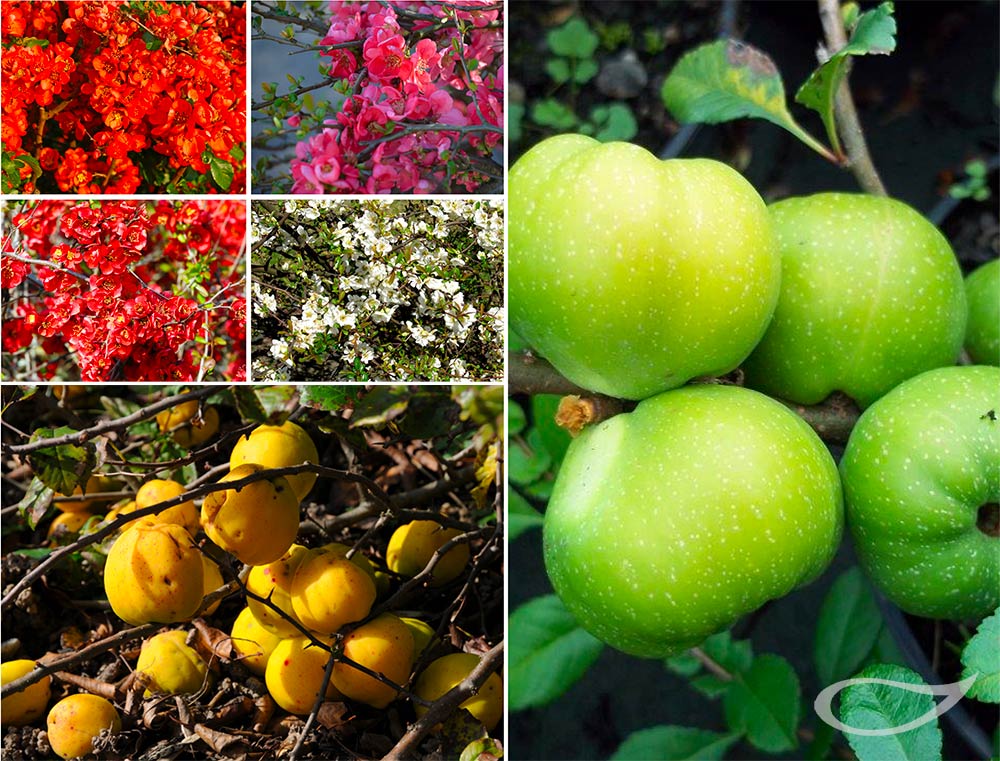 Chaenomeles Blüten und Früchte