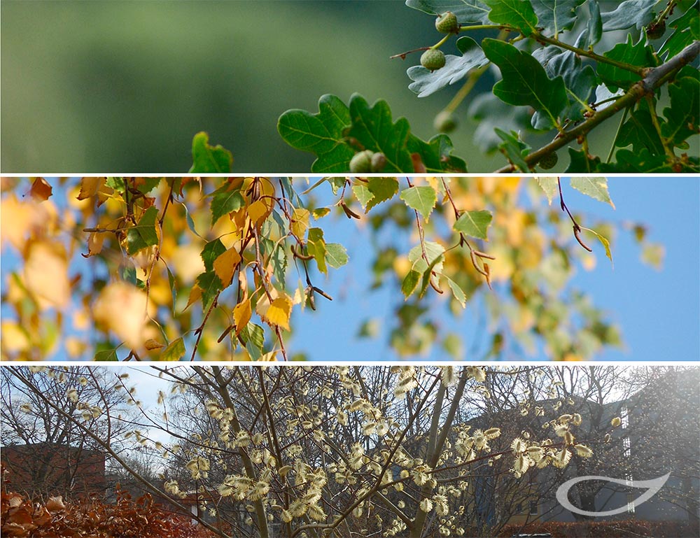 Top 3 Raupenwirte Eiche, Birke, Sal-Weide