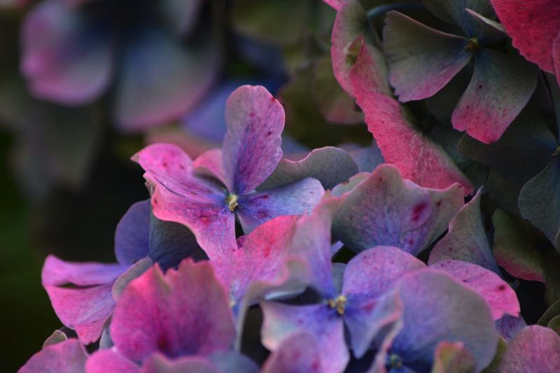 Hydrangea macrophylla Verfärbung Blütenstände