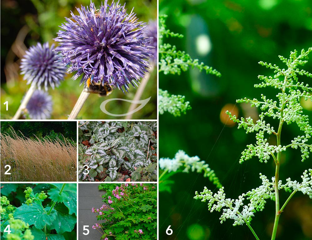 Pflanzenverwendung: Kindersichere Stauden