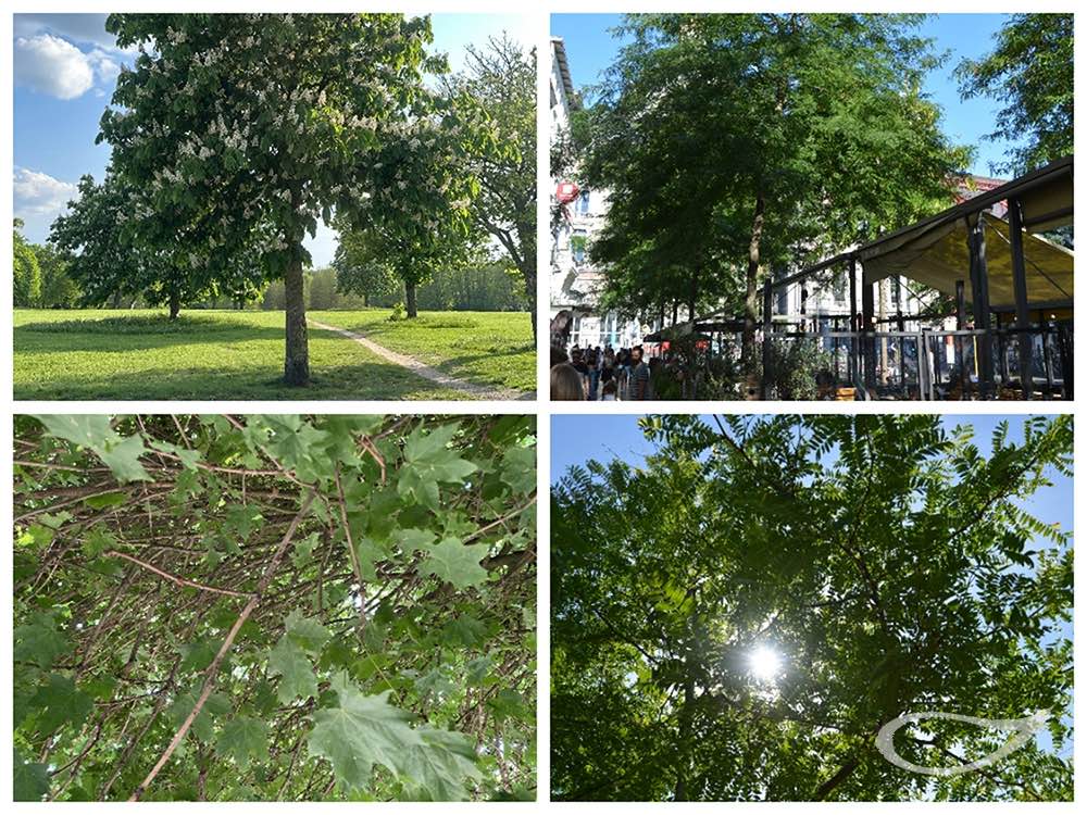 Schattenspende und Kühlleistung: Kriterium Kronendichte