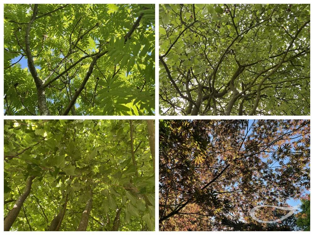 Schattenspende und Kühlleistungsfunktion: Kriterium Wuchsgeschwindigkeit