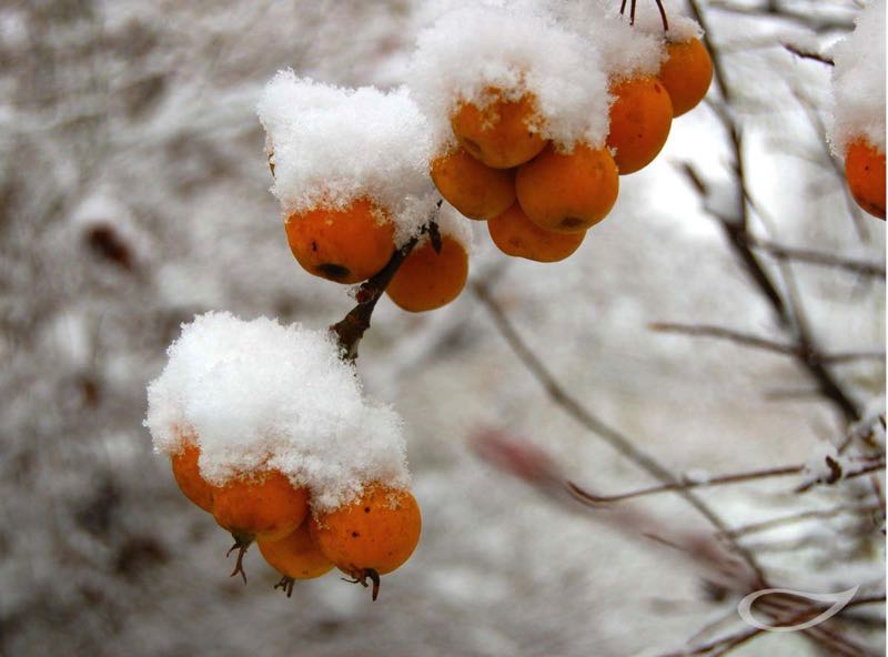 Wintergehölze Malus Butterball Zier-Apfel