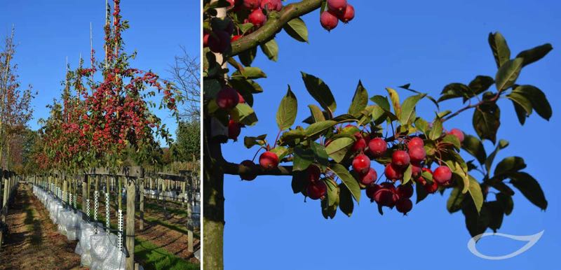 Wintergehölze: Malus Red Sentinel Fruchtschmuck