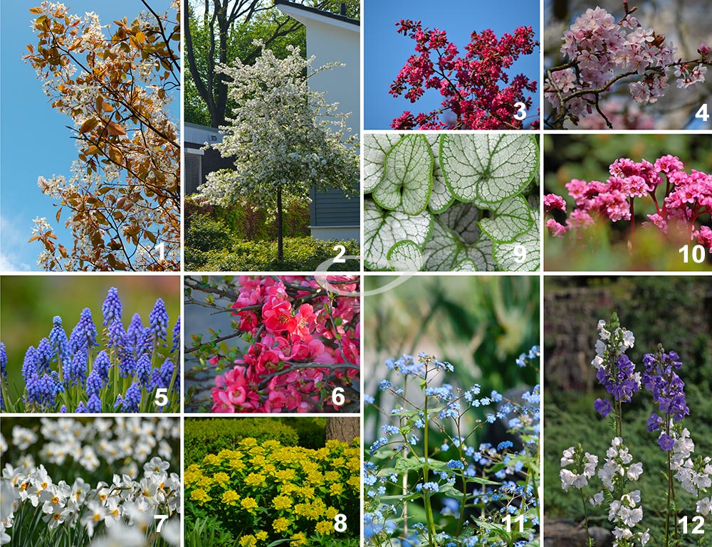 Pflanzenauswahl Frühtracht