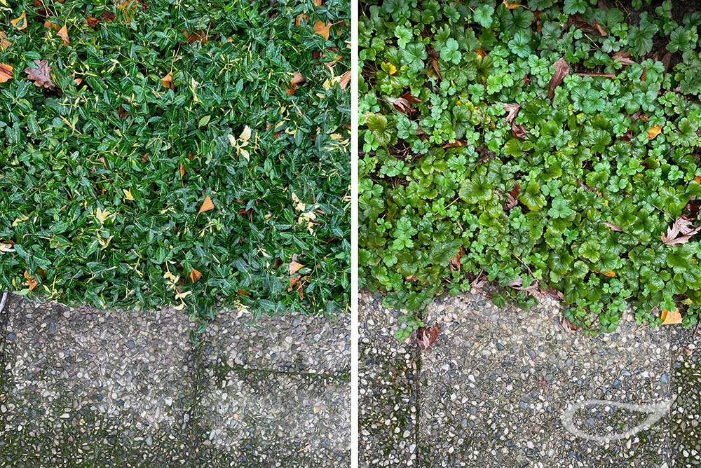 Pflegeleichte und immergrüne Bodendecker