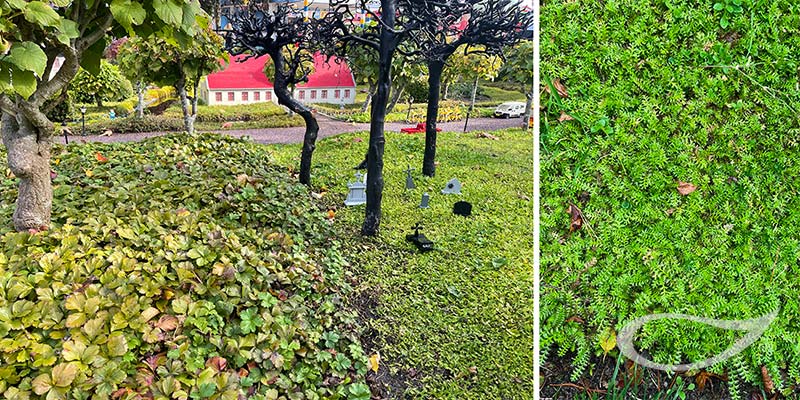 Pflegeleicht: Rasenersatz Cotula und Waldsteinia