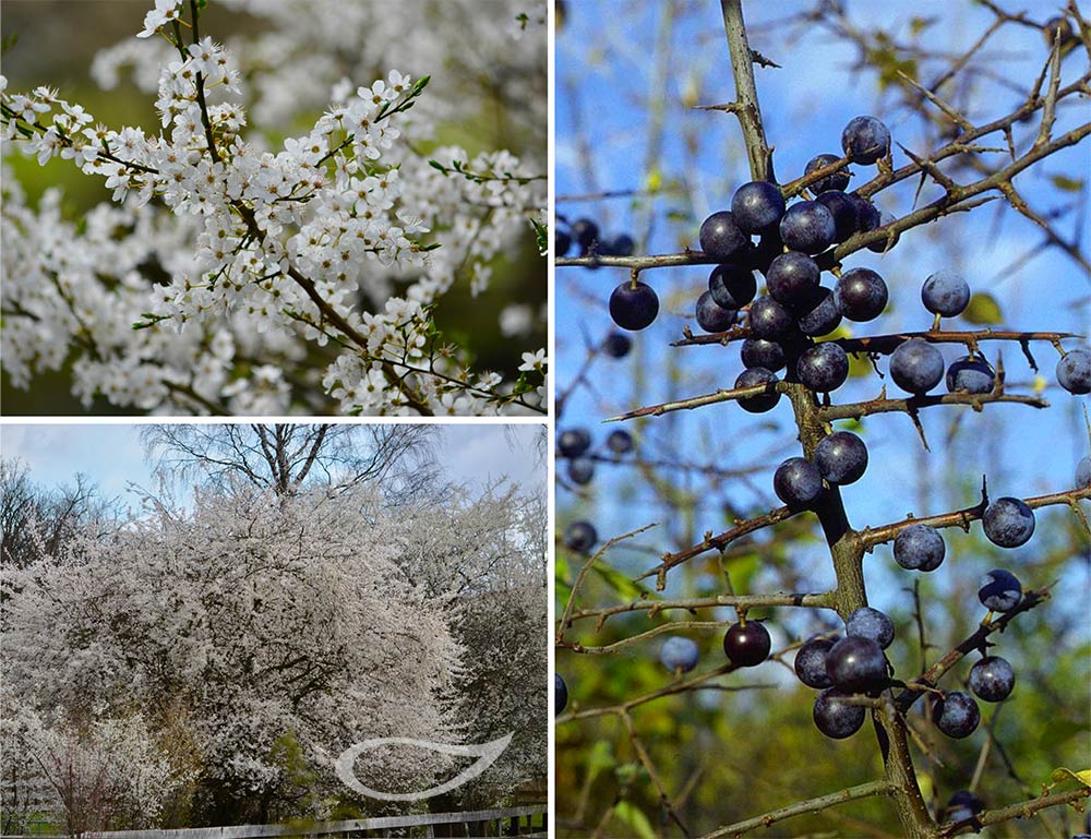 Prunus spinosa Schlehe
