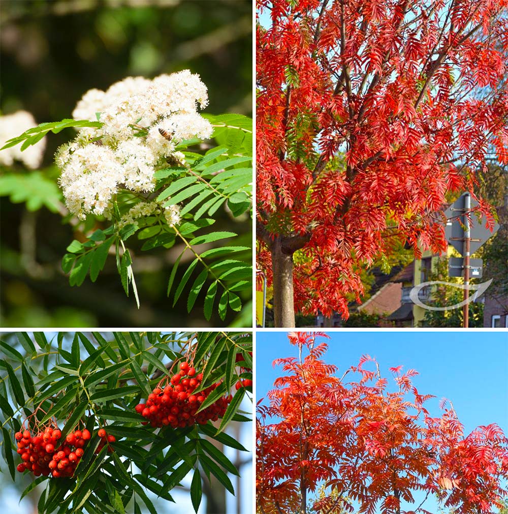 Sorbus x conmixa ‚Dodong‘ Korea-Eberesche