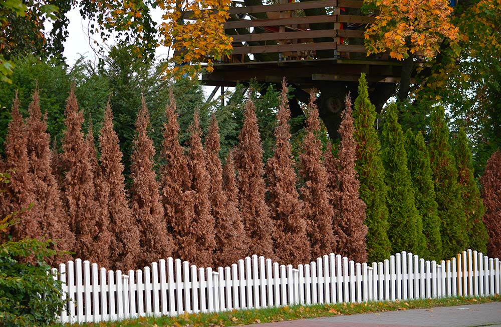 Thujahecke vertrocknet