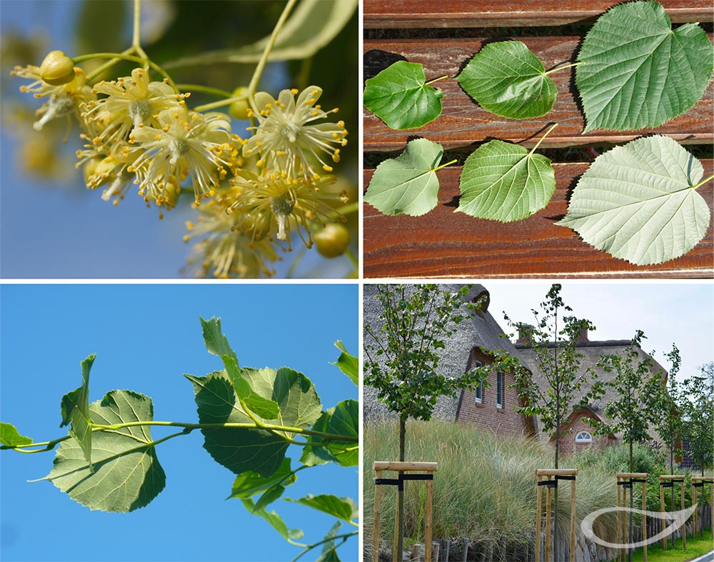 Tilia cordata ‚Rancho‘ Kleinkronige Winterlinde