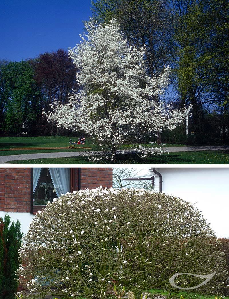 Vergleich Magnolia ungeschnitten - geschnitten