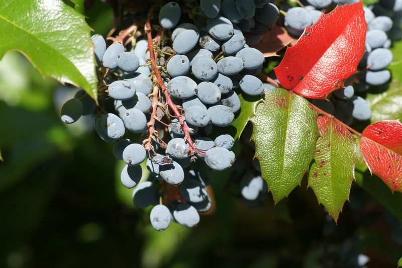 Blaue bereifte Beeren